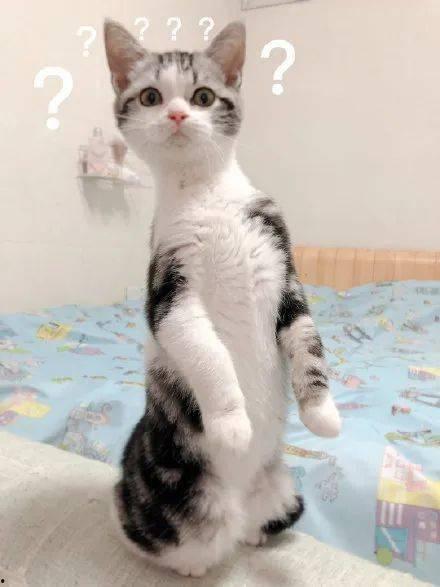 猫咪吃日本瓜,猫咪的日本瓜美食之旅