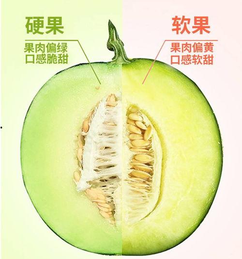 糖人吃网纹蜜瓜,网纹蜜瓜的甜蜜诱惑
