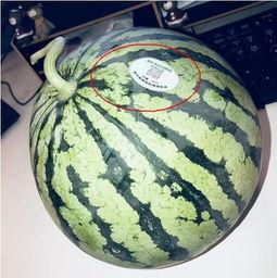 江门网红吃瓜,揭秘美食背后的故事