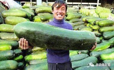 吃瓜会不会瘦,揭秘瓜果中的瘦身秘密