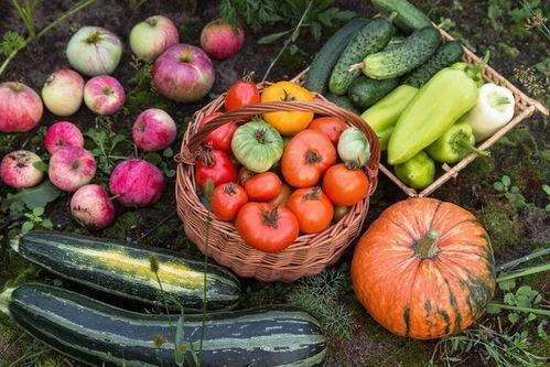 金凤吃瓜,揭秘娱乐圈幕后故事