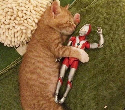 带你吃瓜解说猫咪手办,带你走进萌宠世界的奇幻之旅