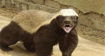 带你吃瓜平头哥与熊猫,一场跨界美食之旅