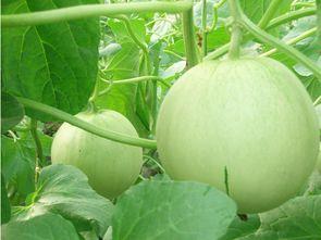 吃吊瓜有什么好处,揭秘吃吊瓜的五大好处