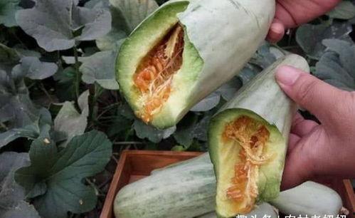 怀孕吃白土瓜,白土瓜助力母婴健康