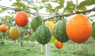 吊瓜做什么吃,解锁吊瓜的多彩食光