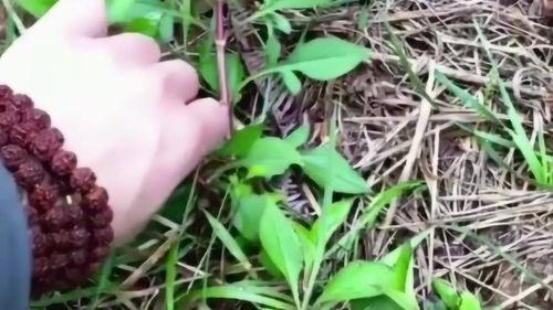 吃瓜马嚼草,揭秘动物界的独特饮食习惯
