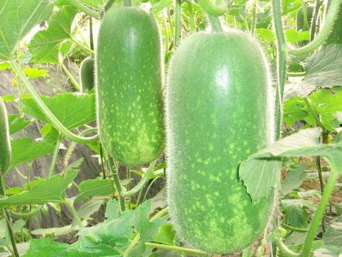 瓜哥吃瓜毛毛虫视频大全,瓜哥带你领略吃瓜毛毛虫的趣味瞬间