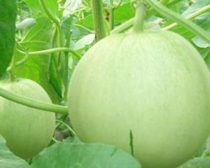 孕妇可以吃糍瓜吗,孕妇适宜食用糍瓜的探讨与建议