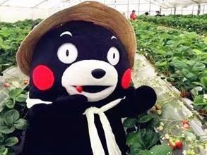 岛莓熊吃瓜,岛莓熊的瓜田奇遇记