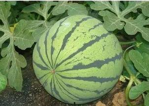 单县最新吃瓜事件,真相竟如此反转！