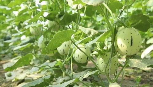 敦煌到瓜州途径瓜州吃瓜,一路瓜香，尽享丝路风情